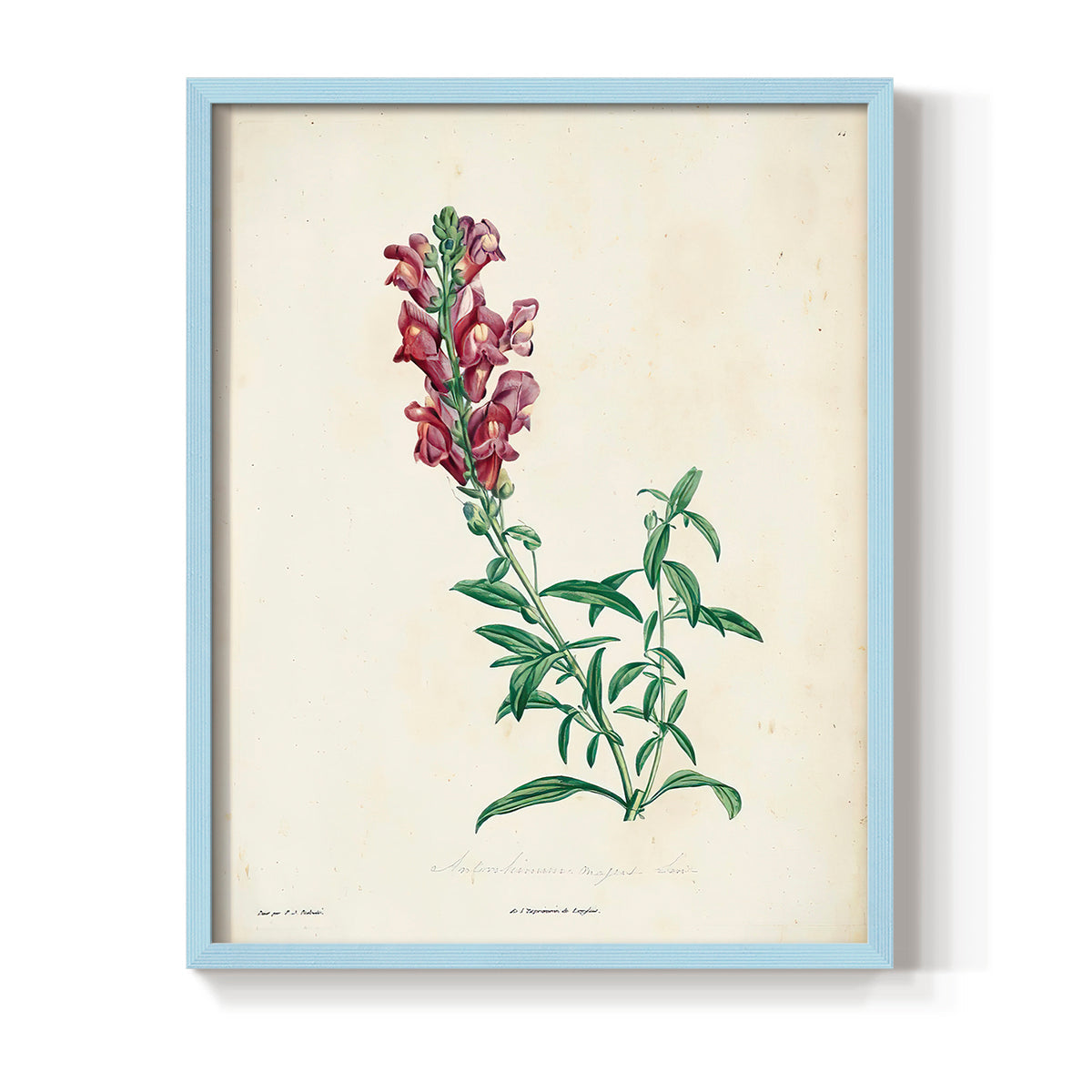 Traditional Botanical I - Restickable Framed Art Print