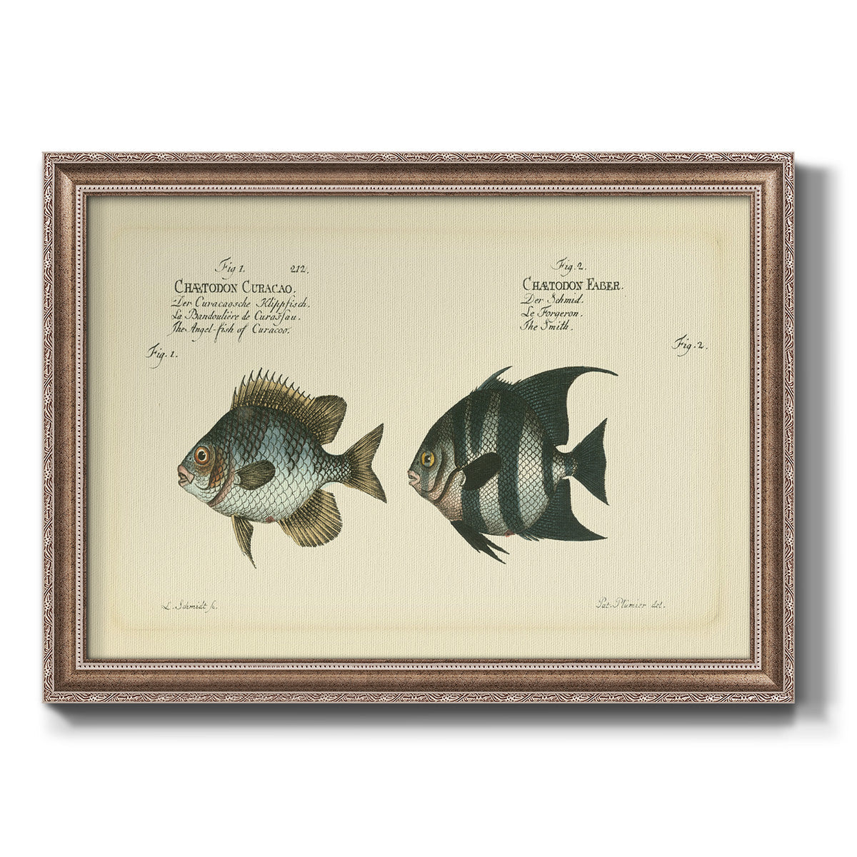 Bloch Antique Fish II Premium Framed Canvas- Ready to Hang