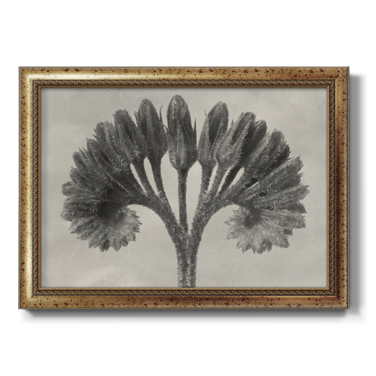 Vintage botanical plant study photograph by Karl Blossfeldt printed on canvas in an ornate vintage gold frame.