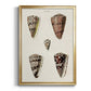 Cone Shell Collection III - Modern Framed Canvas Print