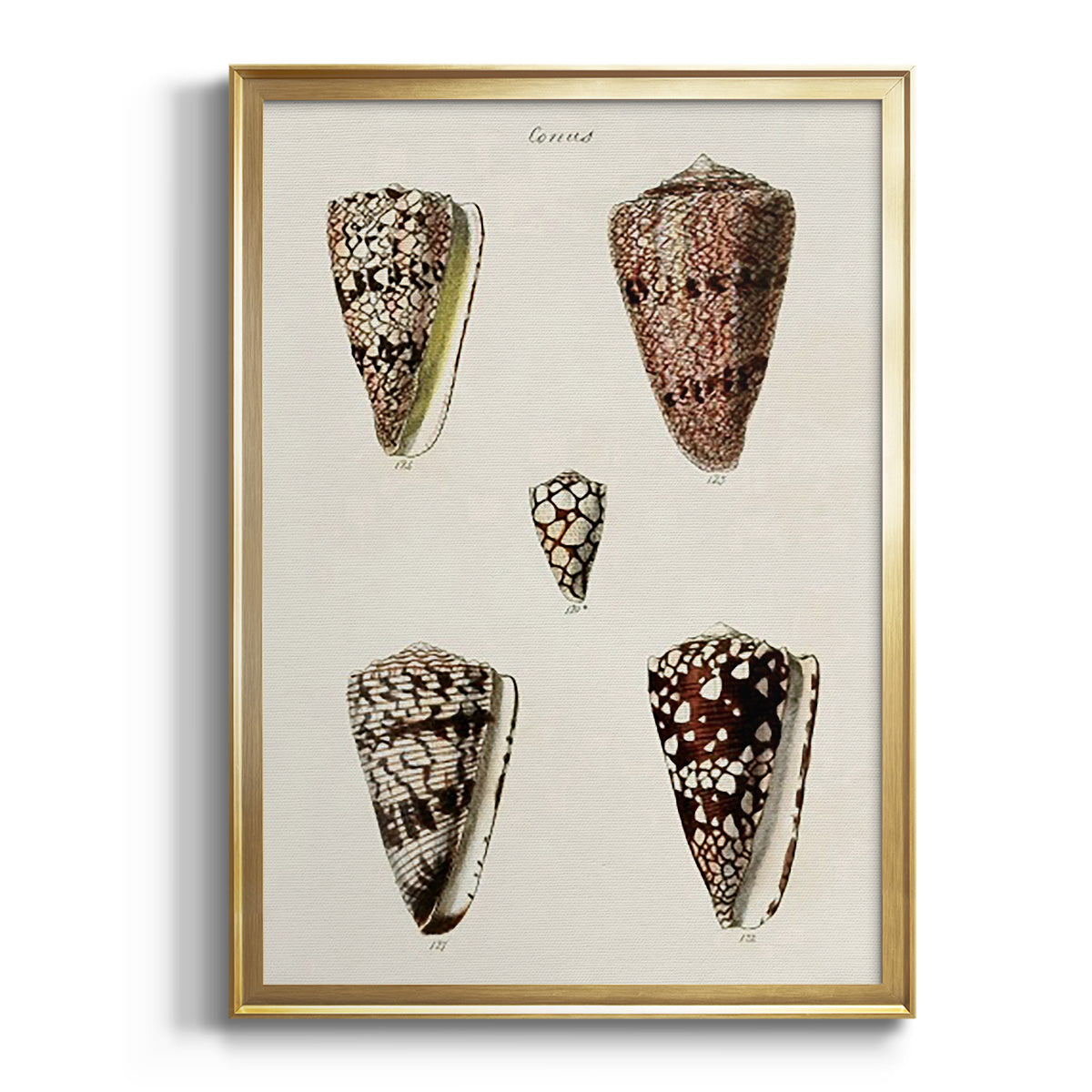 Cone Shell Collection III - Modern Framed Canvas Print