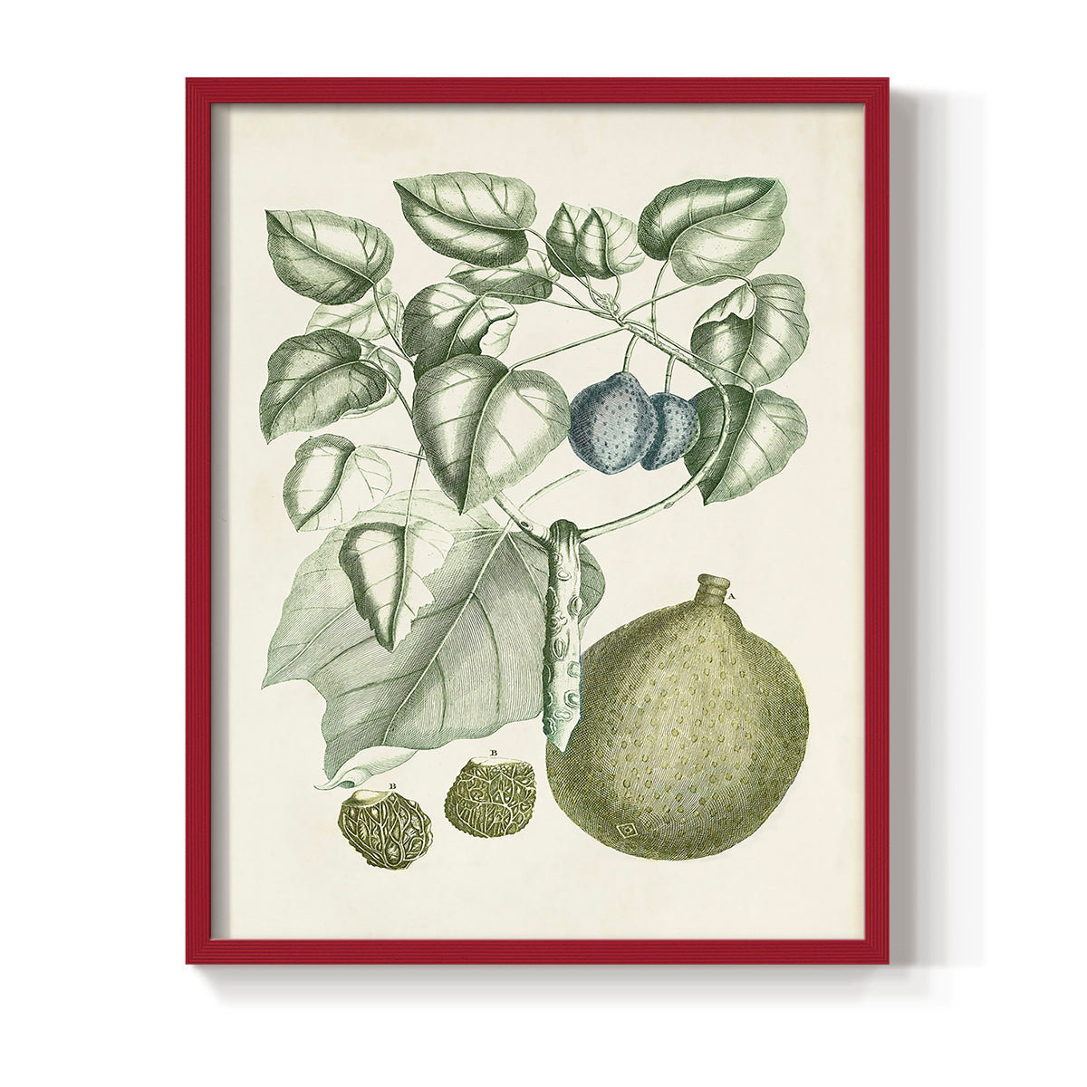 Buchoz Tropicals VIII - Restickable Framed Art Print