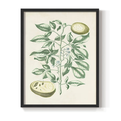 Buchoz Tropicals III - Restickable Framed Art Print