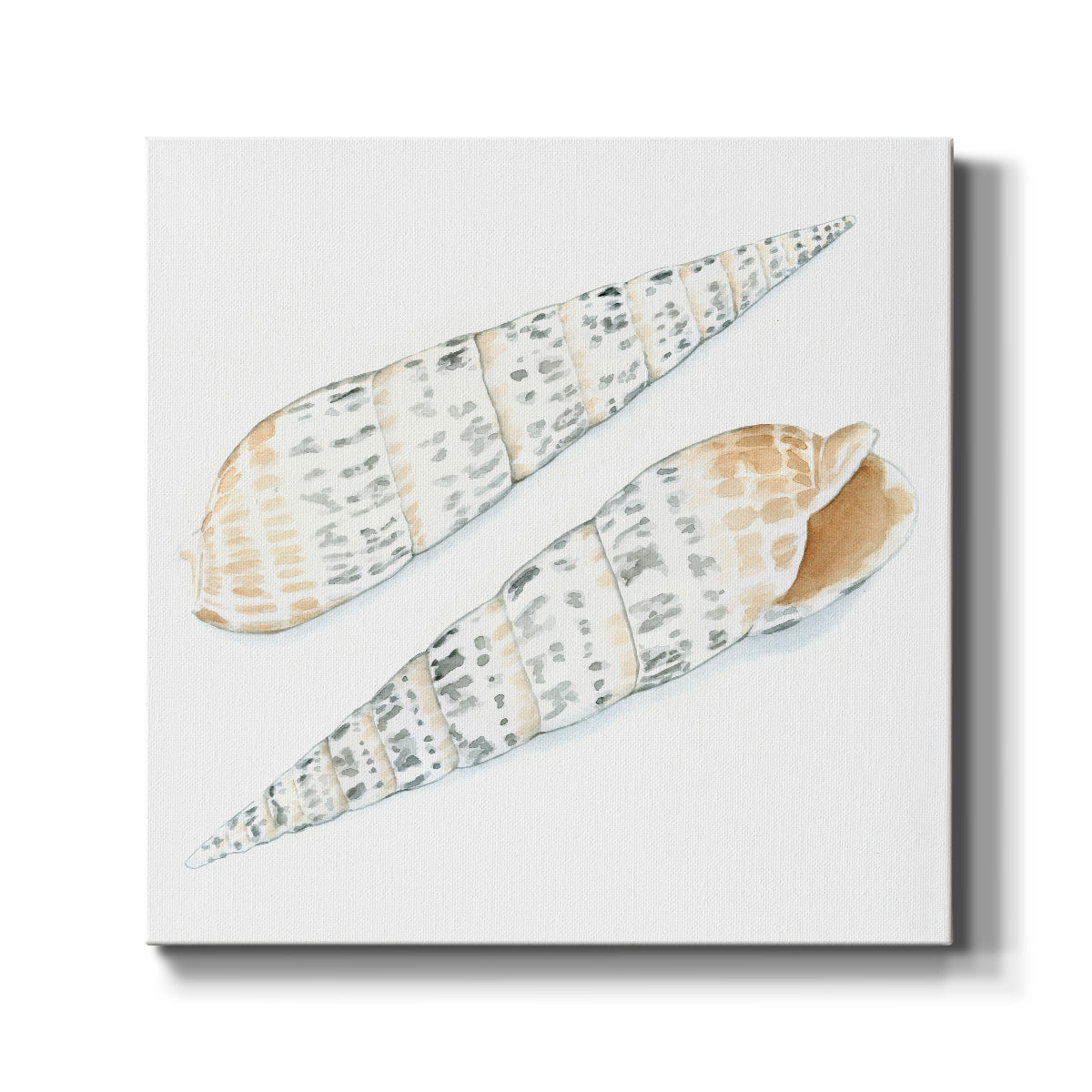 Watercolor Shells IX-Premium Gallery Wrapped Canvas - Ready to Hang