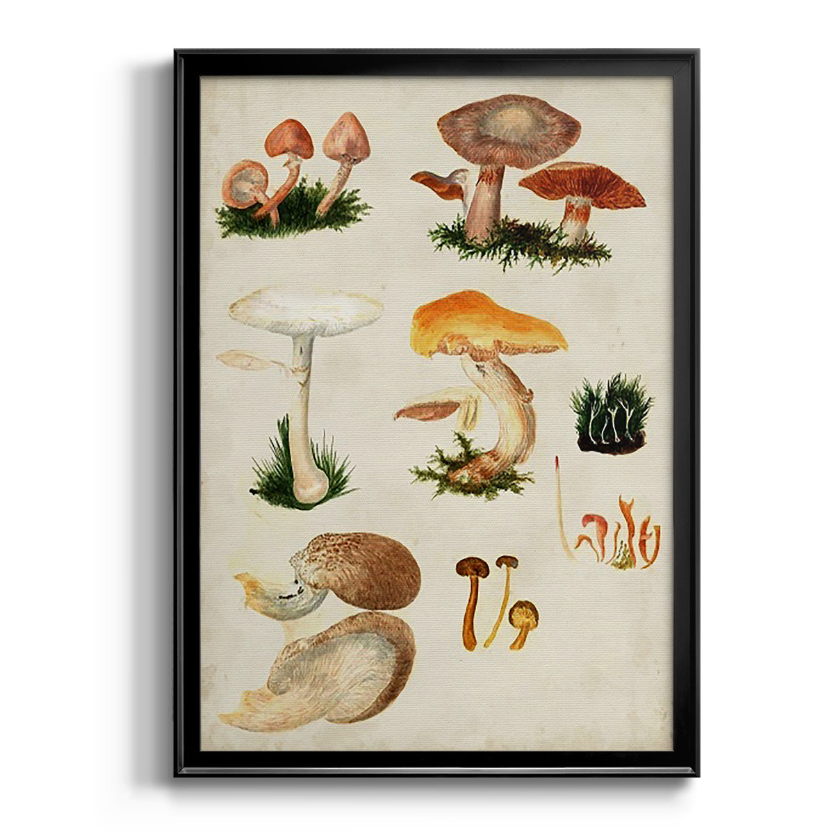 Mushroom Species IV - Modern Framed Canvas Print