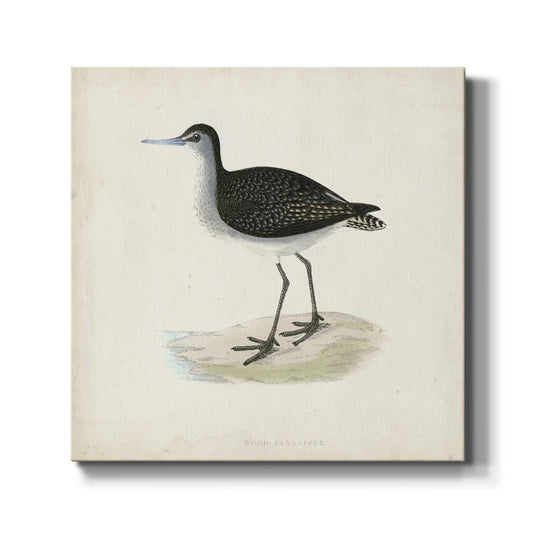 Morris Sandpipers VIII - Canvas Art Print