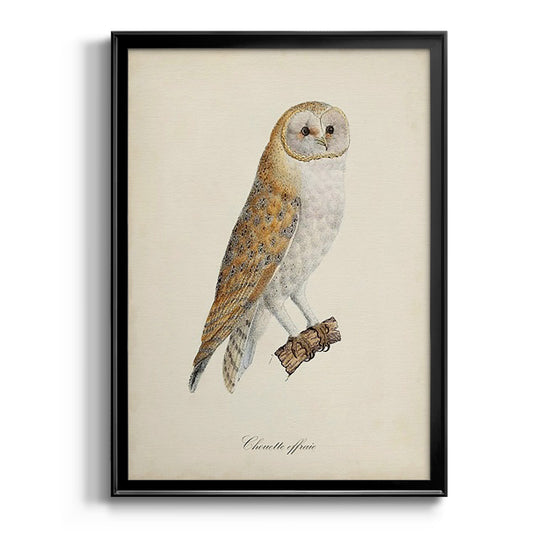 French Owls VI - Modern Framed Canvas Print