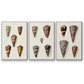 Cone Shell Collection I - Floater Framed Canvas Set