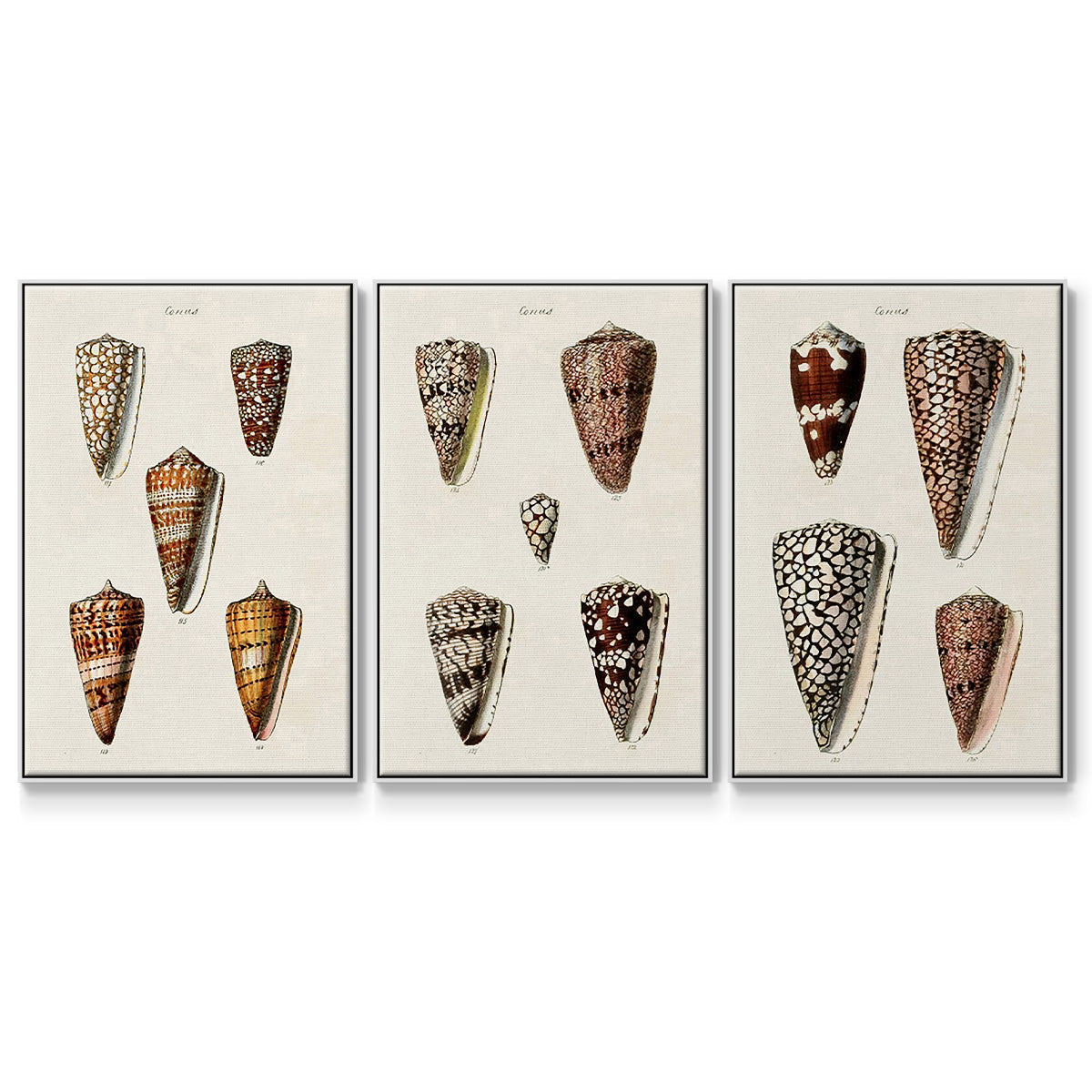 Cone Shell Collection I - Floater Framed Canvas Set