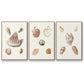 Pastel Knorr Shells IV - Framed Premium Gallery Wrapped Canvas L Frame 3 Piece Set - Ready to Hang