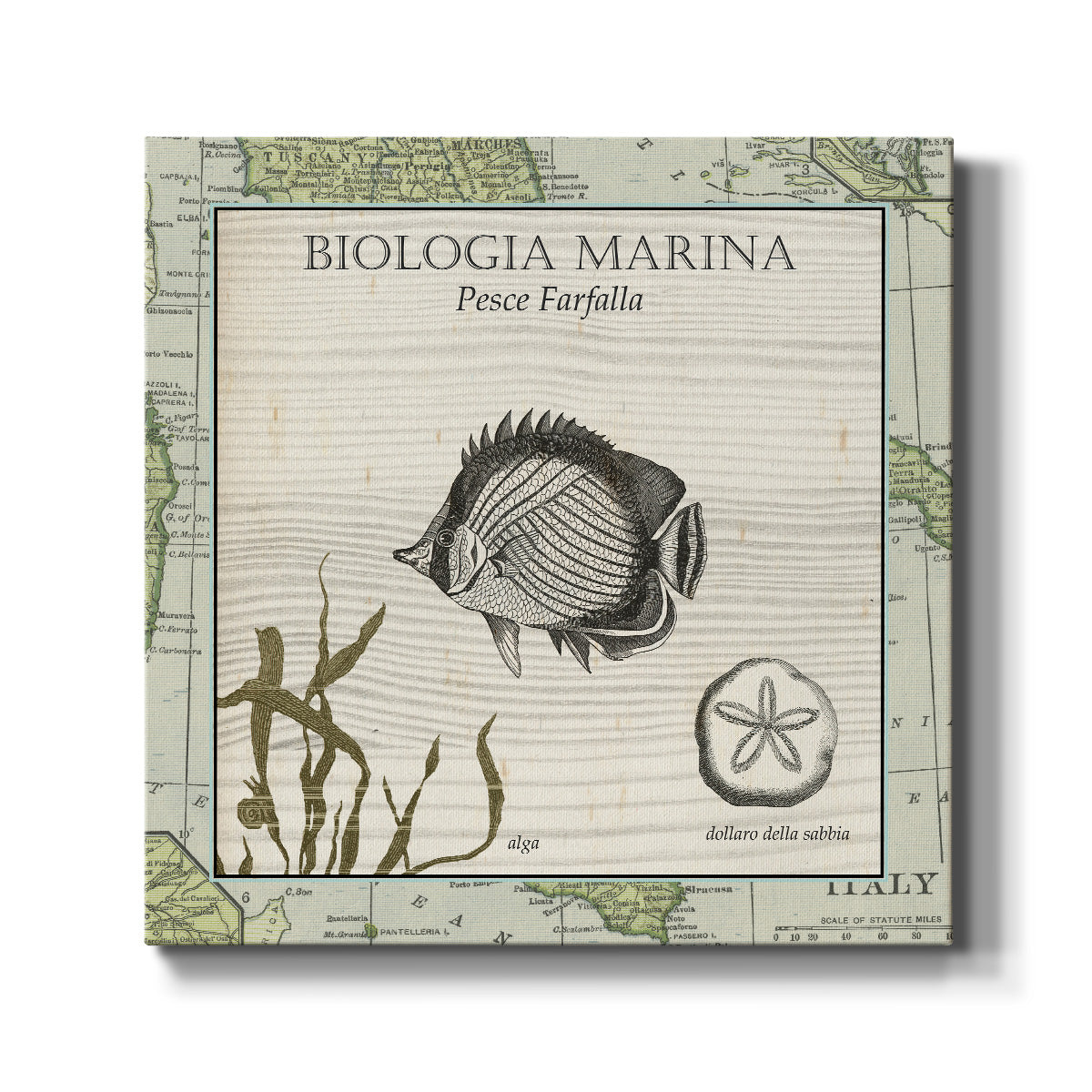 Biologia Marina I-Premium Gallery Wrapped Canvas - Ready to Hang