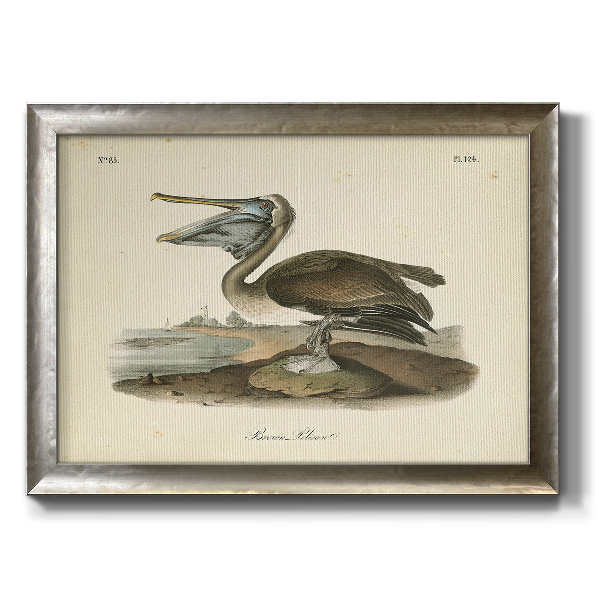 Audubons Brown Pelican - Ornate Framed Canvas Print