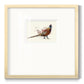 Pheasant Splash 2 - Double Matboard Framed Print