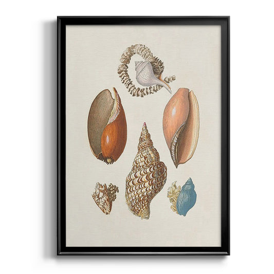 Knorr Shells & Coral I - Modern Framed Canvas Print