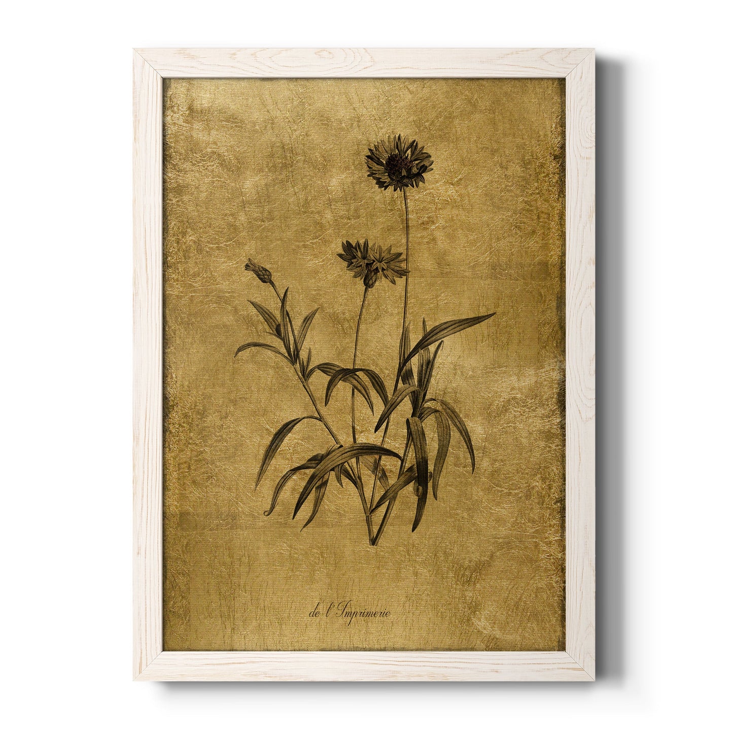 Gold Sketch Botanical I - Barnwood Framed Canvas Print
