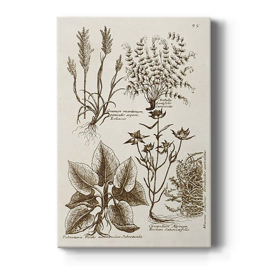 Sepia Botanical Journal VII - Canvas Art Print