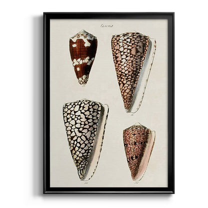 Cone Shell Collection I - Modern Framed Canvas Print