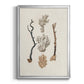 Knorr Shells & Coral V - Modern Framed Canvas Print