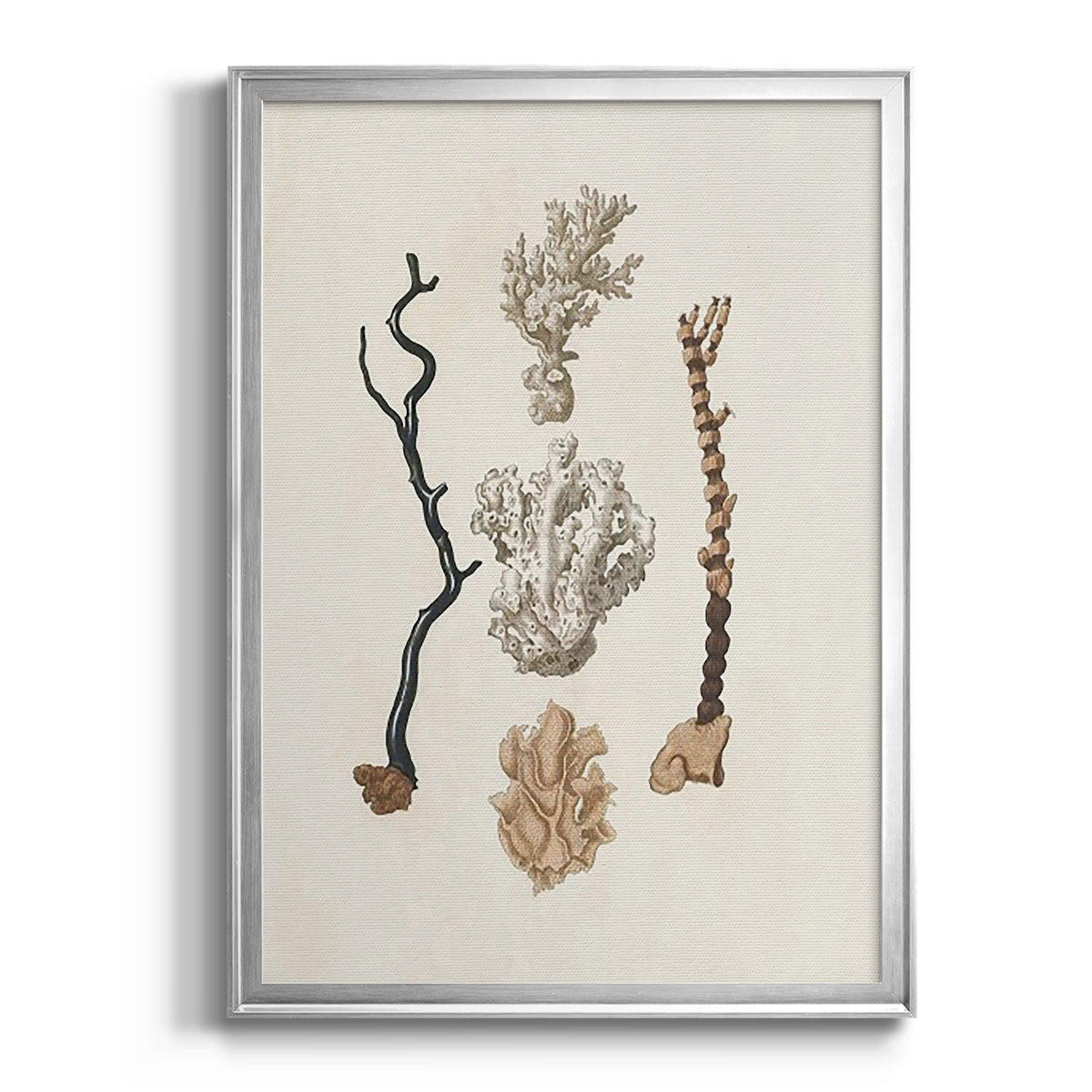 Knorr Shells & Coral V - Modern Framed Canvas Print