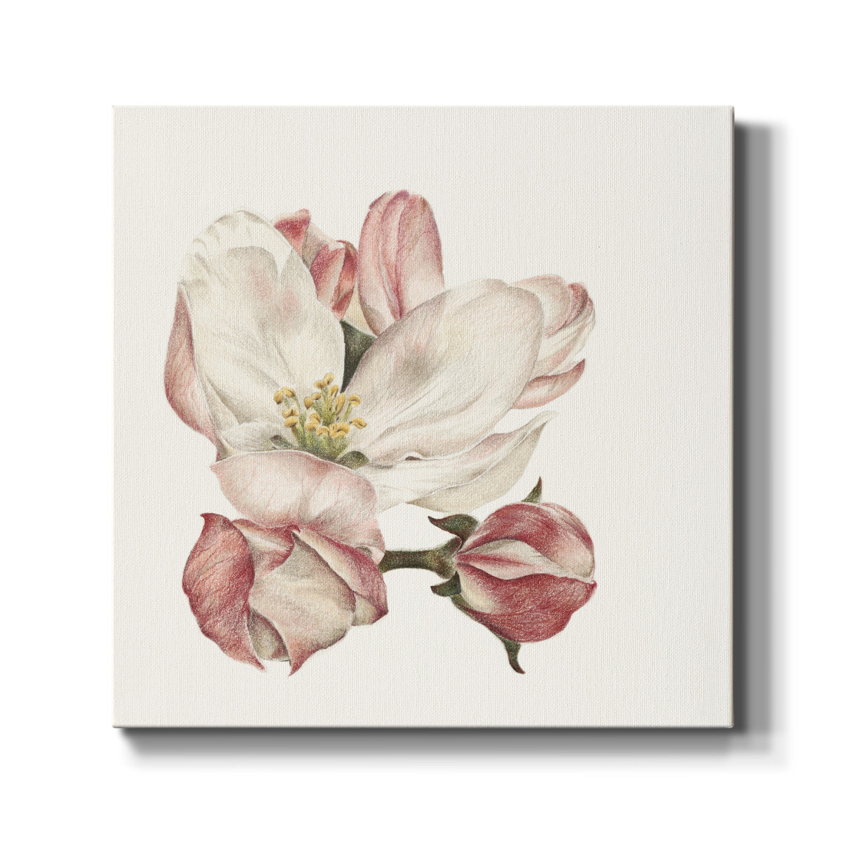 Enlightenment Blossom III - Canvas Art Print