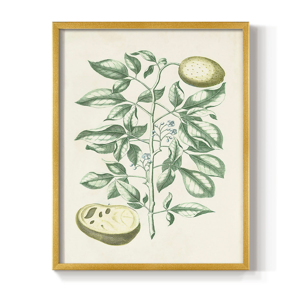 Buchoz Tropicals III - Restickable Framed Art Print