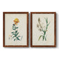 Traditional Botanical III - Barnwood Framed Canvas Set