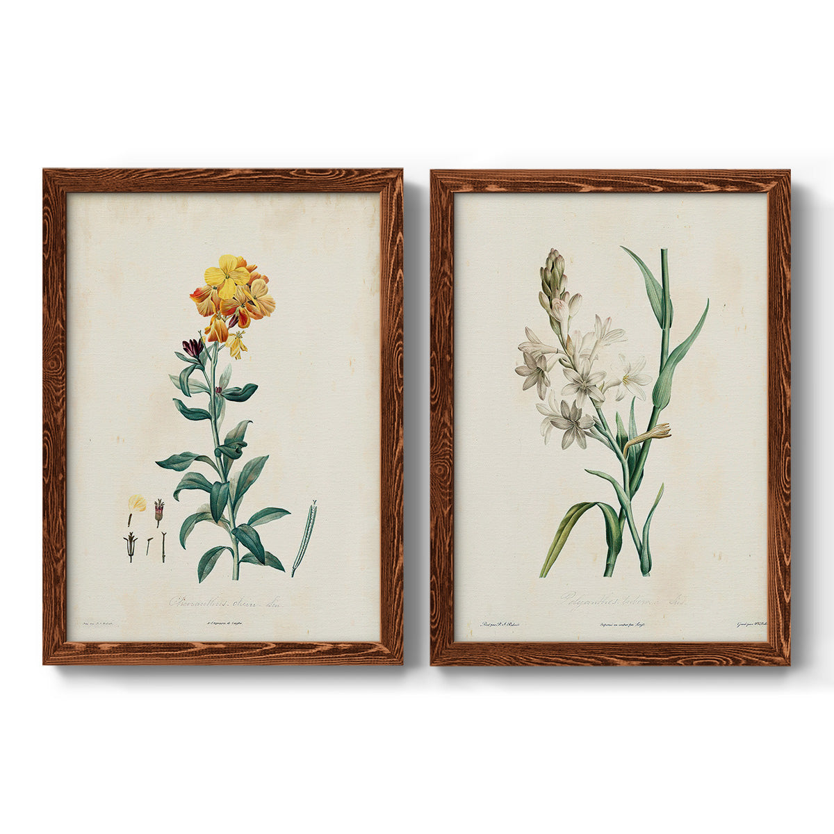 Traditional Botanical III - Barnwood Framed Canvas Set