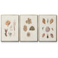 Knorr Shells & Coral VI - Framed Premium Gallery Wrapped Canvas L Frame 3 Piece Set - Ready to Hang