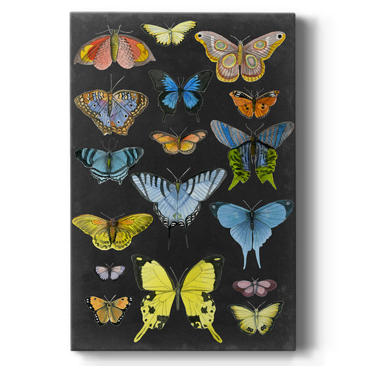 Graphic Butterfly Taxonomy II Premium Gallery Wrapped Canvas - Ready to Hang