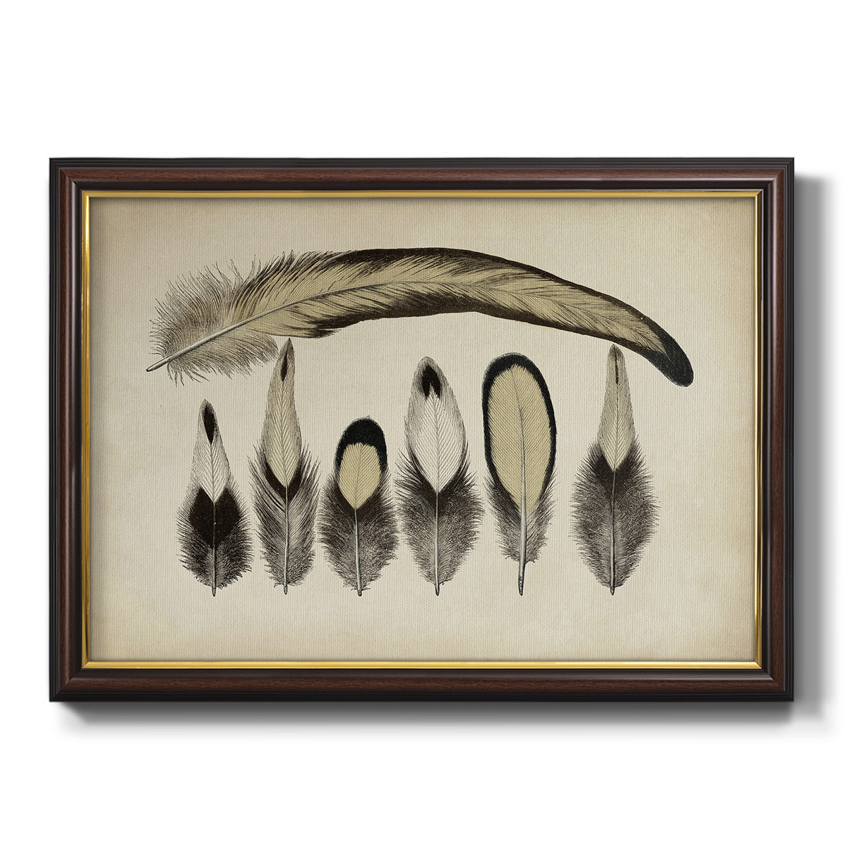 Vintage Feathers VII Premium Framed Canvas- Ready to Hang