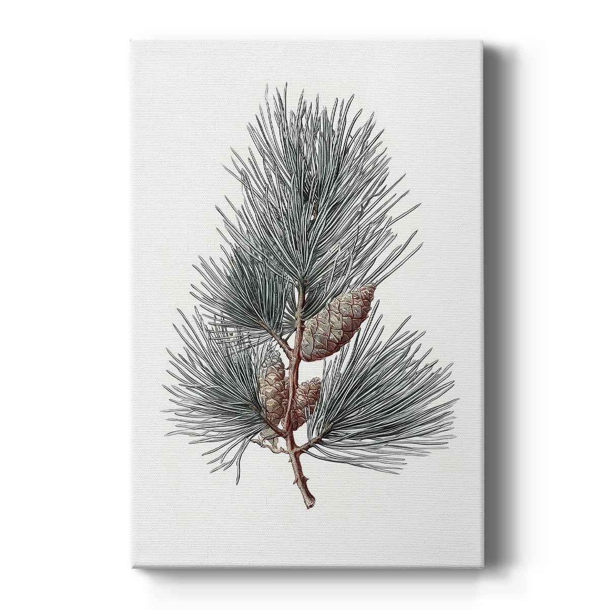 Evergreen of Silver Whisper - Canvas Art Print