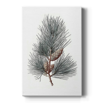 Evergreen of Silver Whisper - Canvas Art Print