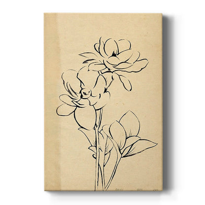 Magnolia Sketch II - Canvas Art Print