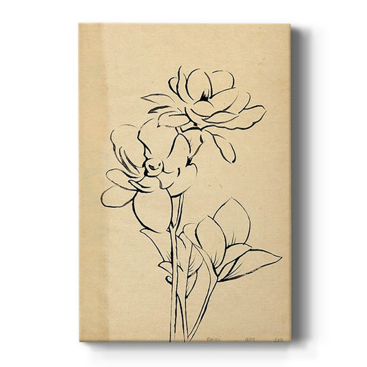 Magnolia Sketch II - Canvas Art Print