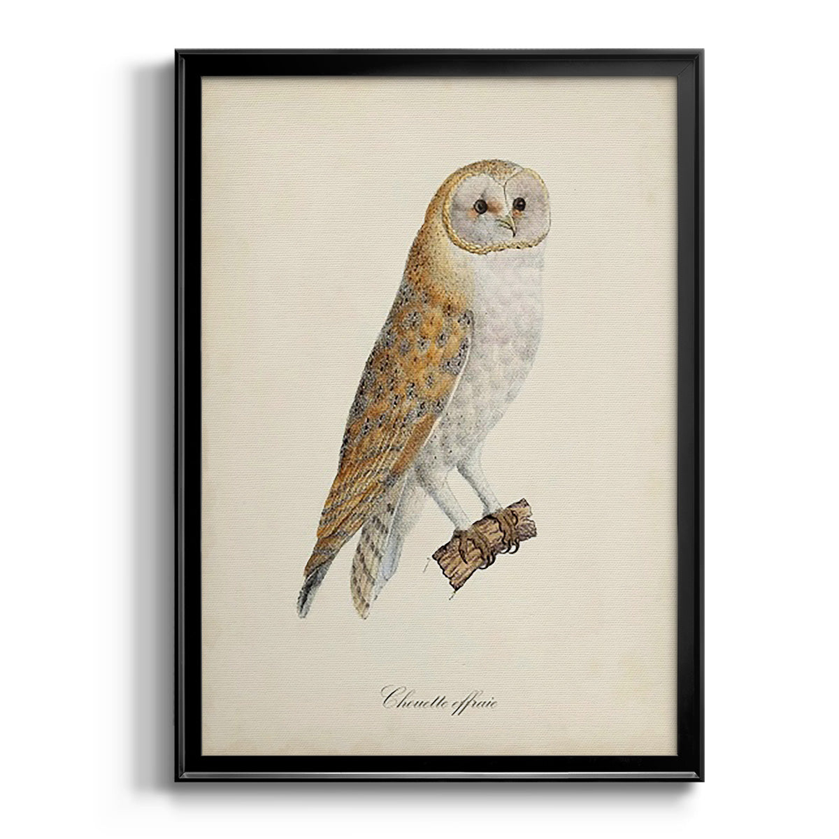 French Owls VI - Modern Framed Canvas Print