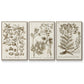 Sepia Botanical Journal I - Framed Premium Gallery Wrapped Canvas L Frame 3 Piece Set - Ready to Hang