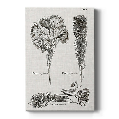 Black & White Protea on Linen I - Canvas Art Print