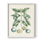 Buchoz Tropicals VII - Restickable Framed Art Print