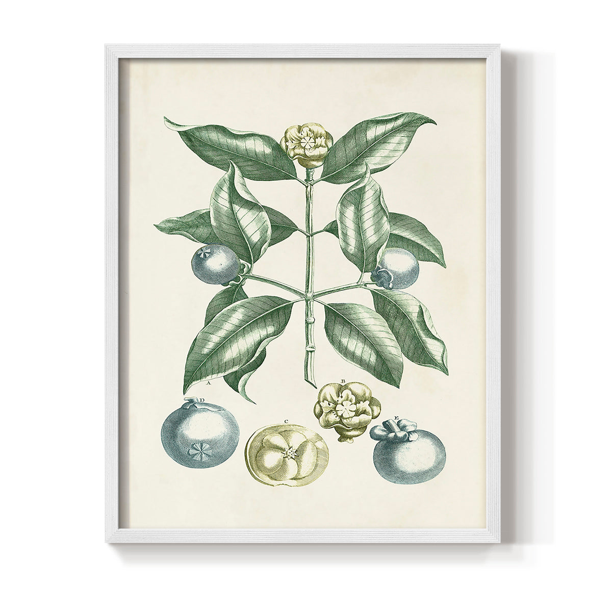 Buchoz Tropicals VII - Restickable Framed Art Print