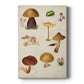 Mushroom Species II Premium Gallery Wrapped Canvas - Ready to Hang