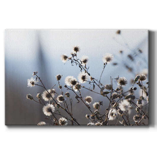 Spring Fluff - Canvas Art Print