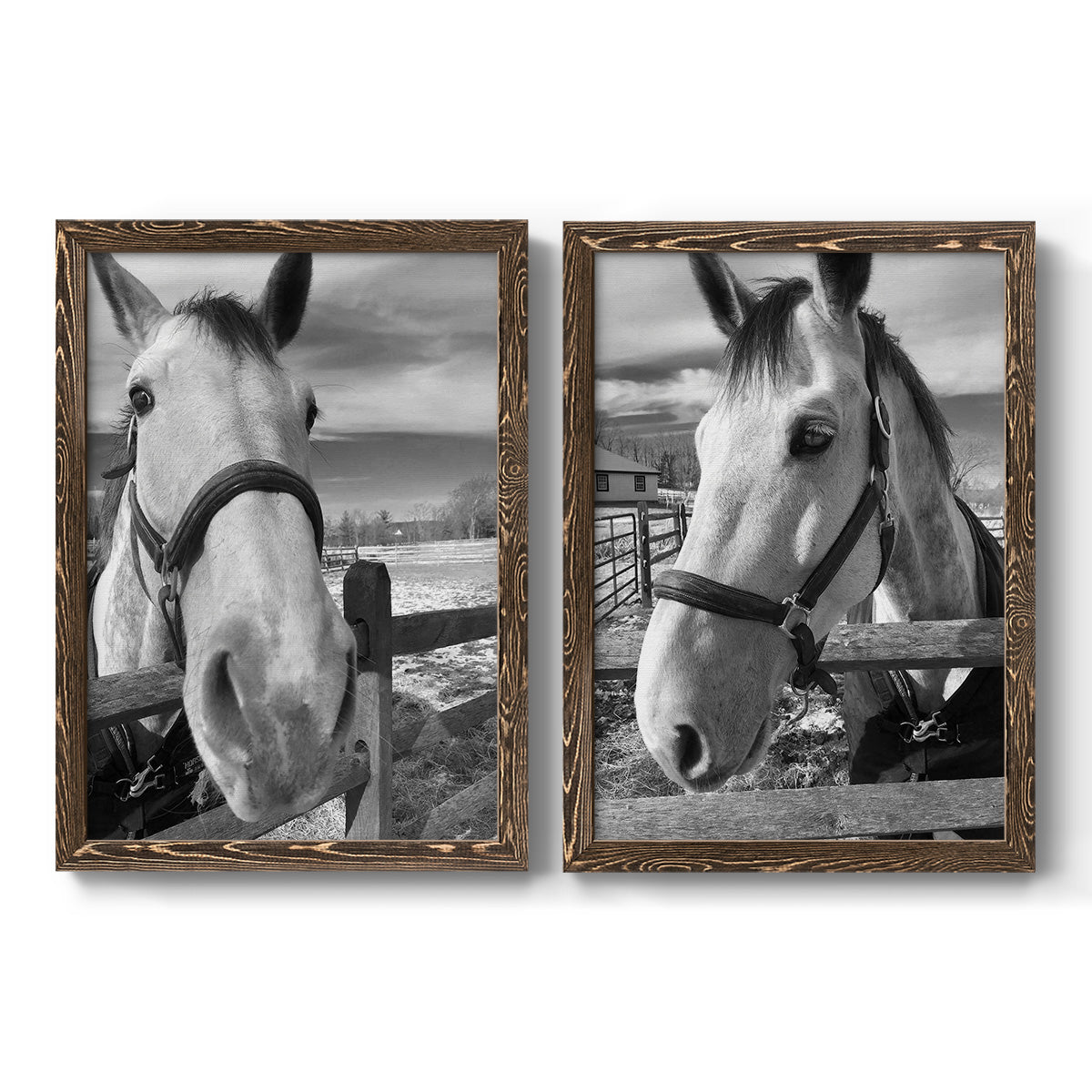 Set of two walnut barnwood framed canvas prints featuring two modern equestrian photography featuring black-and-white close-up portraits of horses at fences.