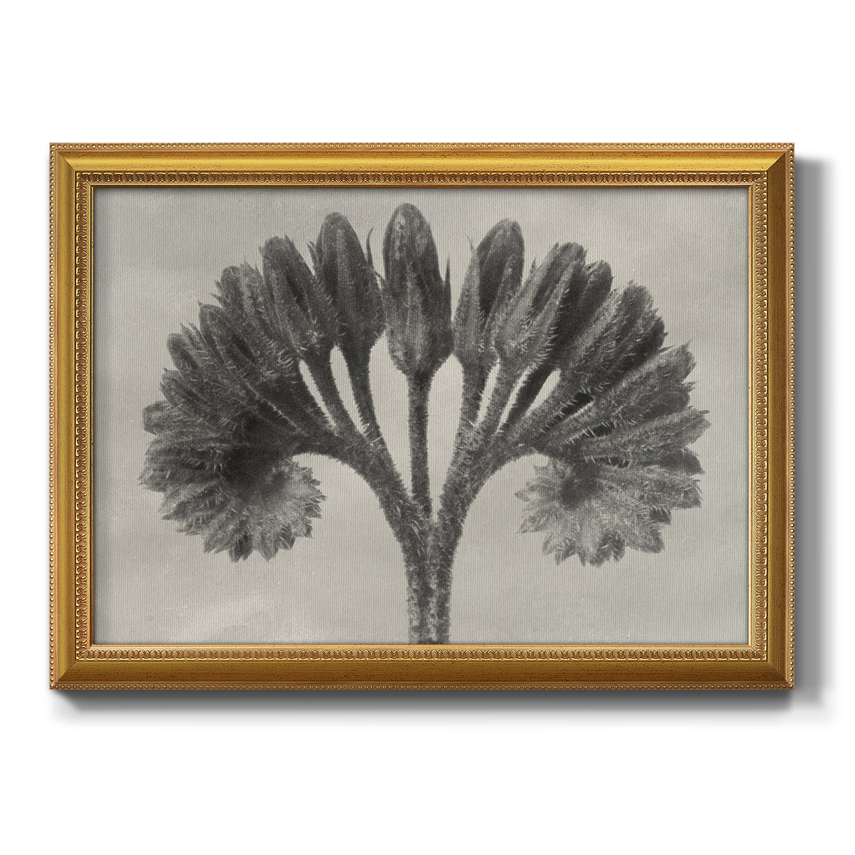 Vintage botanical plant study photograph by Karl Blossfeldt printed on canvas in an ornate antique gold frame.