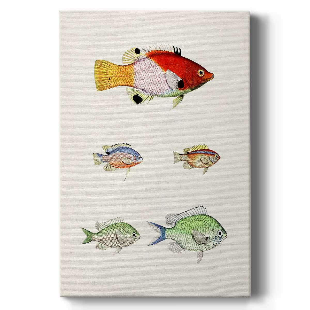 Colorful Tropical Fish I Premium Gallery Wrapped Canvas - Ready to Hang