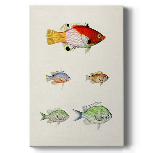 Colorful Tropical Fish I - Canvas Art Print