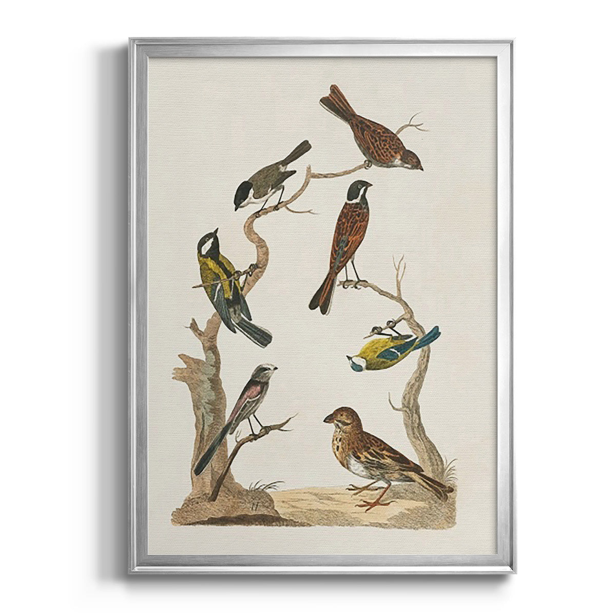 Antique Birds in Nature II - Modern Framed Canvas Print