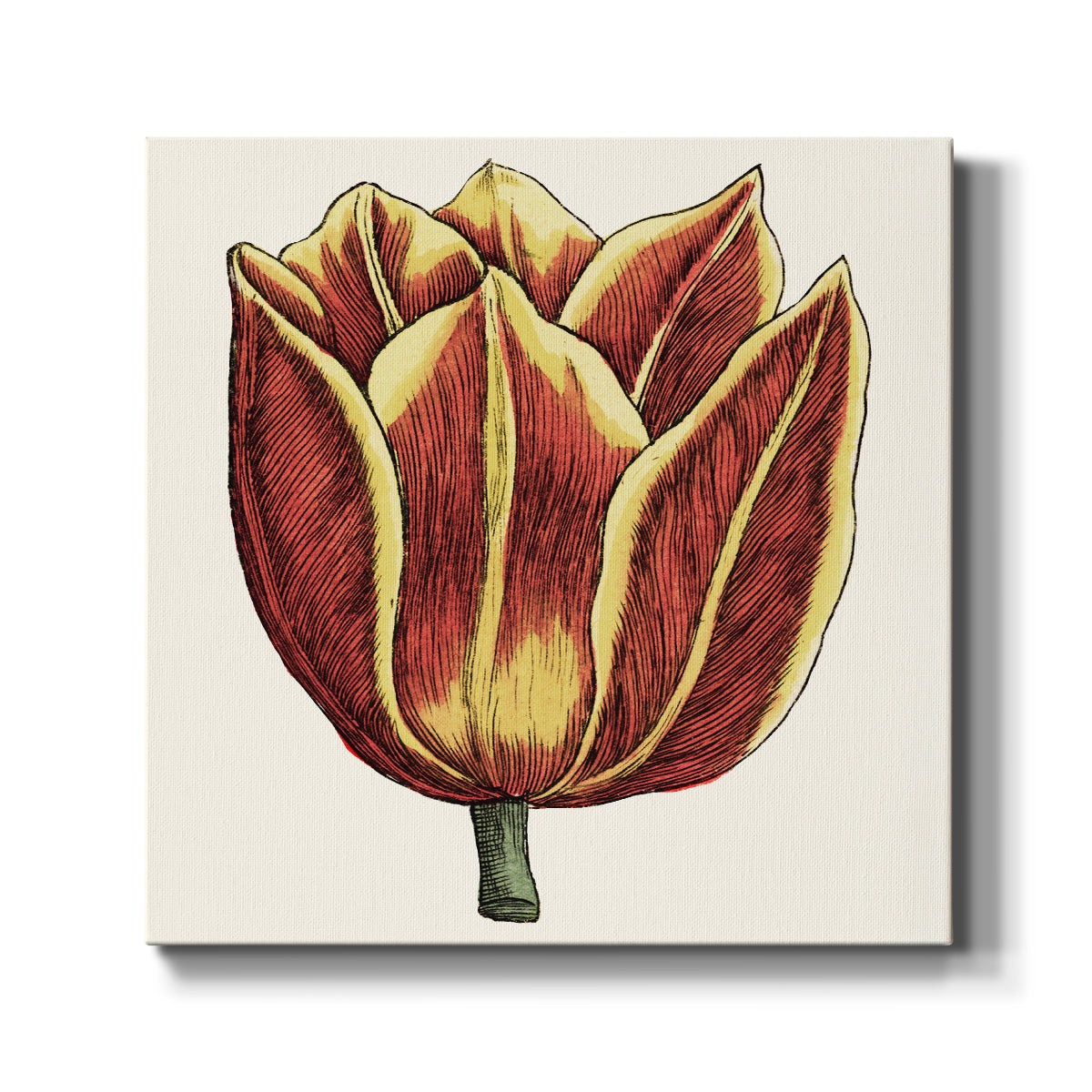 Tulip Garden IV - Canvas Art Print