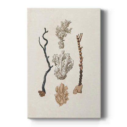 Knorr Shells & Coral V - Canvas Art Print