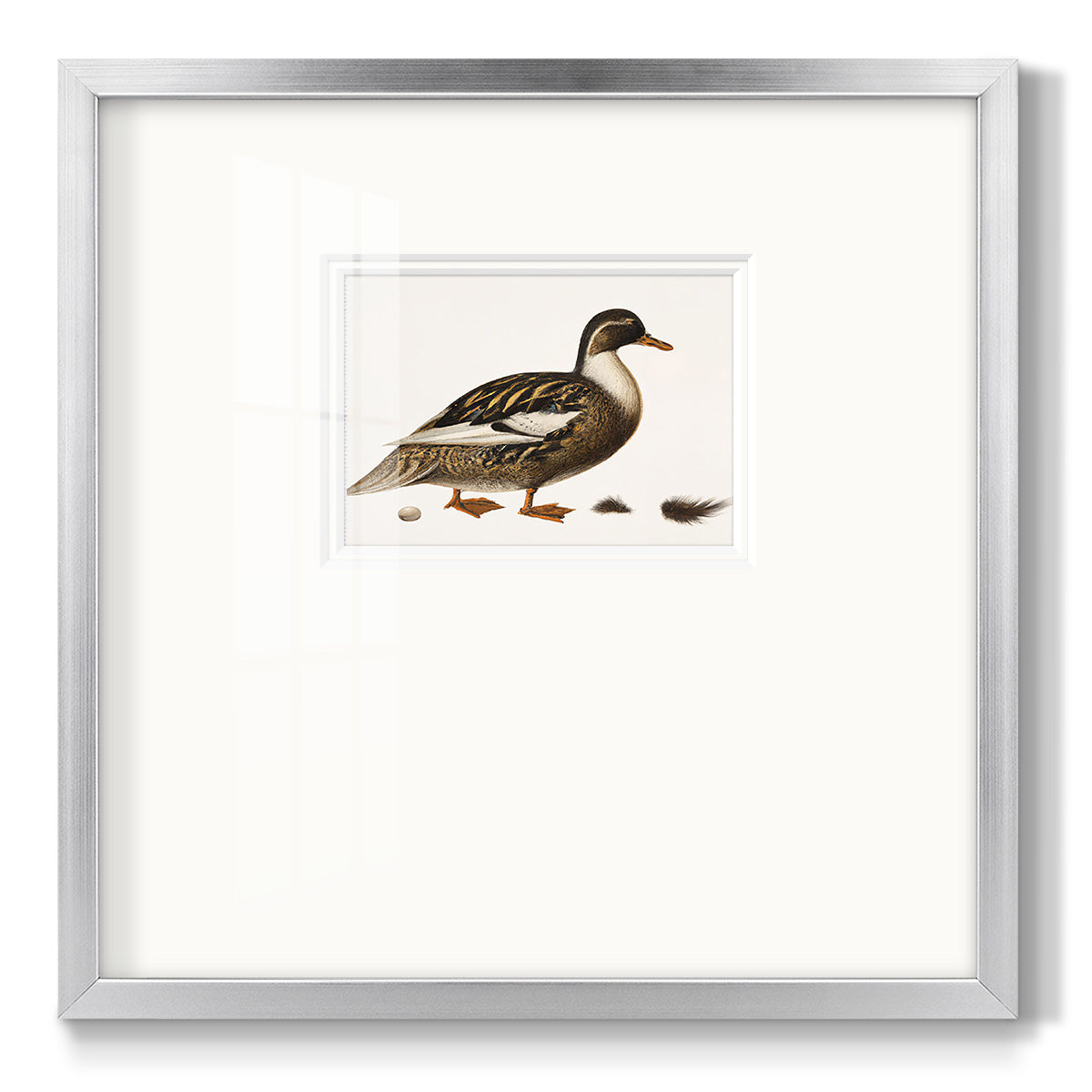 Golden Mallard Premium Framed Print Double Matboard