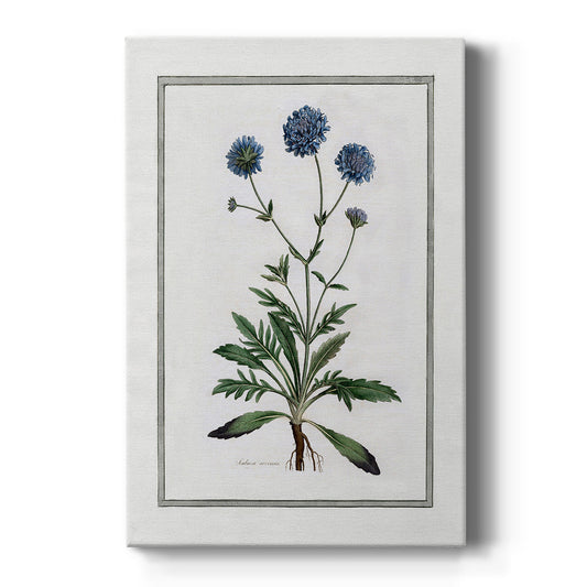 Soft Botanical II - Canvas Art Print